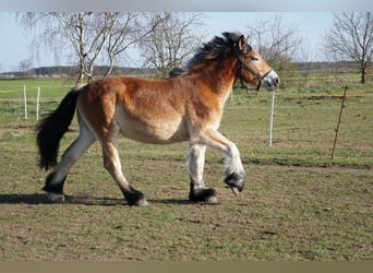 Reńsko-niemiecki koń zimnokrwisty, Klacz, 2 lat, 159 cm, Jasnogniada
