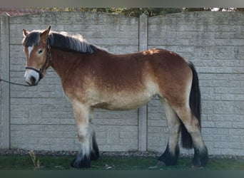 Reńsko-niemiecki koń zimnokrwisty, Klacz, 2 lat, 159 cm, Jasnogniada