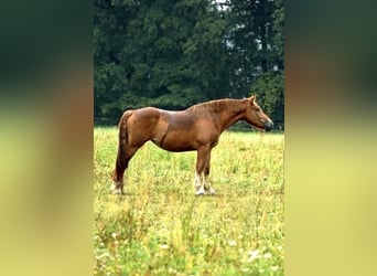 Reńsko-niemiecki koń zimnokrwisty, Klacz, 2 lat, 163 cm, Ciemnokasztanowata