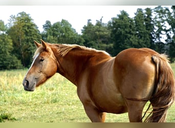 Reńsko-niemiecki koń zimnokrwisty, Klacz, 2 lat, 163 cm, Ciemnokasztanowata