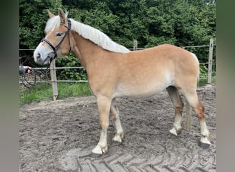 Reńsko-niemiecki koń zimnokrwisty, Klacz, 3 lat, 160 cm, Kasztanowata