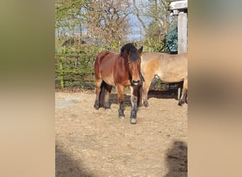 Reńsko-niemiecki koń zimnokrwisty, Klacz, 4 lat, 160 cm, Gniada