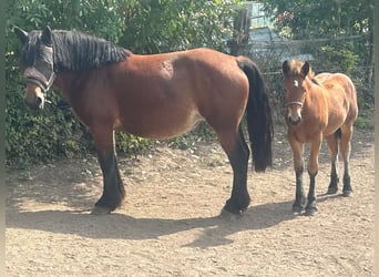 Reńsko-niemiecki koń zimnokrwisty, Klacz, 5 lat, 163 cm, Gniada