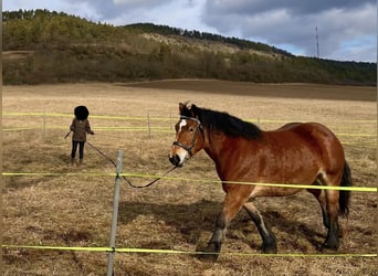 Reńsko-niemiecki koń zimnokrwisty, Klacz, 6 lat, 160 cm, Gniada