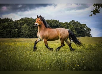 Reńsko-niemiecki koń zimnokrwisty, Klacz, 8 lat, 155 cm, Formy Brown Falb