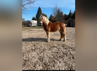 Reńsko-niemiecki koń zimnokrwisty, Klacz, 9 lat, 171 cm, Ciemnokasztanowata