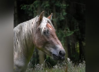 Reńsko-niemiecki koń zimnokrwisty, Ogier, 3 lat, 158 cm