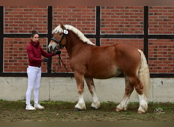 Reńsko-niemiecki koń zimnokrwisty, Ogier, 3 lat, 161 cm, Kasztanowata