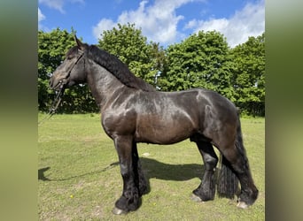 Reńsko-niemiecki koń zimnokrwisty, Ogier, 3 lat, 165 cm, Kara