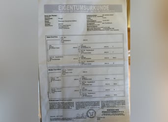 Reńsko-niemiecki koń zimnokrwisty, Ogier, 5 lat, 165 cm, Kasztanowata