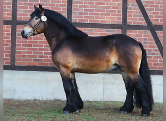 Reńsko-niemiecki koń zimnokrwisty, Ogier, 4 lat, 160 cm, Ciemnogniada