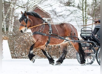 Reńsko-niemiecki koń zimnokrwisty, Ogier, 7 lat, 162 cm, Formy Brown Falb
