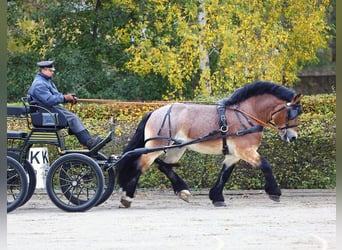 Reńsko-niemiecki koń zimnokrwisty, Ogier, 5 lat, 164 cm, Gniada