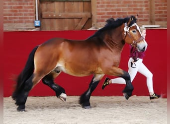 Reńsko-niemiecki koń zimnokrwisty, Ogier, 4 lat, 160 cm, Jasnogniada