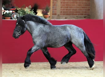 Reńsko-niemiecki koń zimnokrwisty, Ogier, 4 lat, 164 cm, Karosiwa