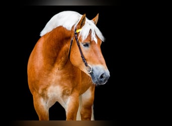 Reńsko-niemiecki koń zimnokrwisty, Ogier, 8 lat, 166 cm, Kasztanowata
