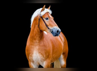 Reńsko-niemiecki koń zimnokrwisty, Ogier, 8 lat, 166 cm, Kasztanowata