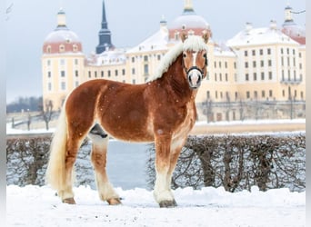 Reńsko-niemiecki koń zimnokrwisty, Ogier, 11 lat, 163 cm, Kasztanowata