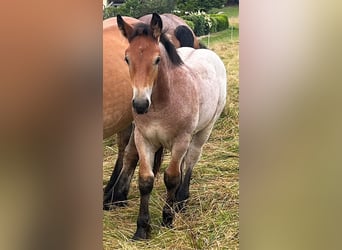 Reńsko-niemiecki koń zimnokrwisty, Ogier, Źrebak (05/2024), Formy Brown Falb