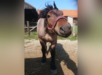 Reńsko-niemiecki koń zimnokrwisty, Wałach, 11 lat, 172 cm, Formy Brown Falb