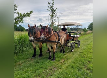 Reńsko-niemiecki koń zimnokrwisty, Wałach, 12 lat, 173 cm, Gniada
