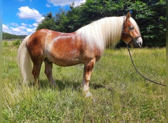 Reńsko-niemiecki koń zimnokrwisty, Wałach, 13 lat, 164 cm, Kasztanowata