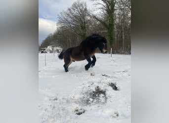 Reńsko-niemiecki koń zimnokrwisty, Wałach, 14 lat, 175 cm, Ciemnogniada