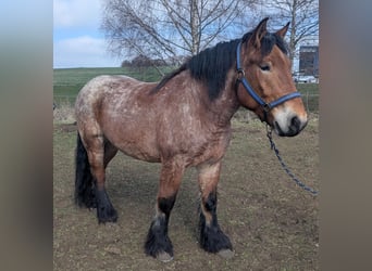 Reńsko-niemiecki koń zimnokrwisty, Wałach, 5 lat, 170 cm, Formy Brown Falb