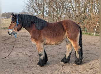 Reńsko-niemiecki koń zimnokrwisty, Wałach, 7 lat, 160 cm, Gniada