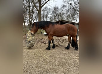 Reńsko-niemiecki koń zimnokrwisty Mix, Wałach, 7 lat, 170 cm, Gniada