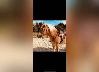 Reńsko-niemiecki koń zimnokrwisty, Wałach, 14 lat, 163 cm