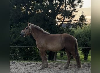 Reńsko-niemiecki koń zimnokrwisty, Wałach, 3 lat, 170 cm, Kasztanowata