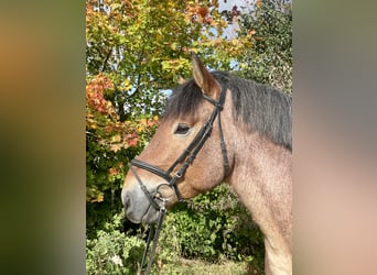 Reńsko-niemiecki koń zimnokrwisty, Wałach, 5 lat, 165 cm, Formy Brown Falb