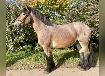 Reńsko-niemiecki koń zimnokrwisty, Wałach, 5 lat, 165 cm, Formy Brown Falb