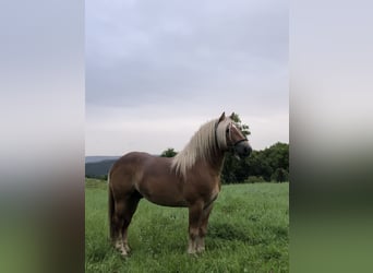 Reńsko-niemiecki koń zimnokrwisty, Wałach, 6 lat, 160 cm, Gniada