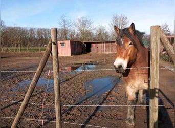 Reńsko-niemiecki koń zimnokrwisty, Wałach, 6 lat, 170 cm, Gniada