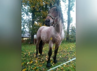 Reńsko-niemiecki koń zimnokrwisty, Wałach, 7 lat, 165 cm, Formy Brown Falb