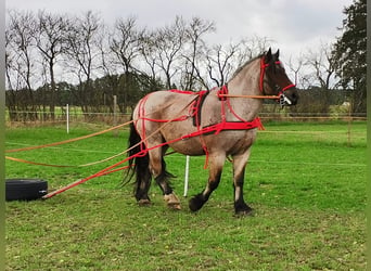 Reńsko-niemiecki koń zimnokrwisty, Wałach, 8 lat, 167 cm, Kasztanowatodereszowata