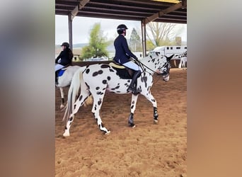 KWPN, Ogier, 5 lat, 164 cm, Tarantowata