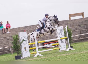 KWPN, Semental, 5 años, 164 cm, Atigrado/Moteado