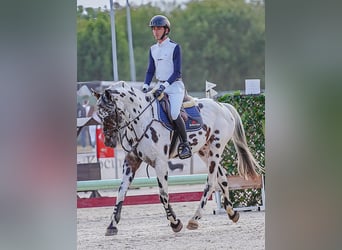 KWPN, Stallion, 5 years, 16 hh, Leopard-Piebald