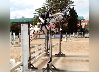 KWPN, Stallion, 5 years, 16 hh, Leopard-Piebald