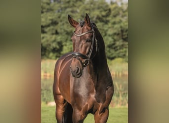 Westphalian, Stallion, 11 years, 17.1 hh, Bay-Dark