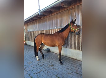 Rhein.-Westf. Kaltblut, Stute, 14 Jahre, 170 cm, Brauner