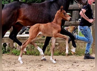 Rhein.-Westf. koudbloed, Merrie, 7 Jaar, 168 cm, Donkerbruin