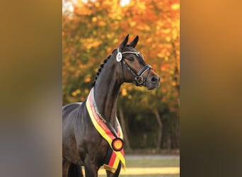 Koń trakeński, Ogier, 6 lat, 169 cm, Ciemnogniada