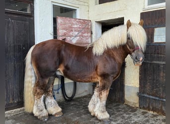 Rheinisch-Deutsches Kaltblut, Hengst, 12 Jahre, 164 cm