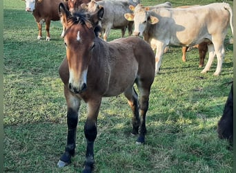 Rheinisch-Deutsches Kaltblut, Hengst, 1 Jahr, 162 cm, Brauner
