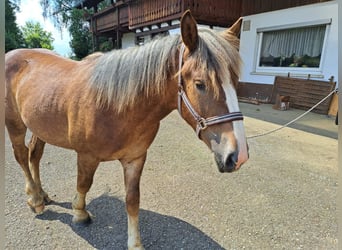 Rheinisch-Deutsches Kaltblut, Hengst, 1 Jahr, Brauner