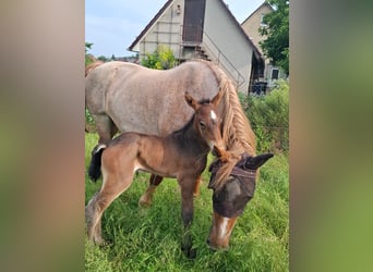 Rheinisch-Deutsches Kaltblut, Hengst, 1 Jahr